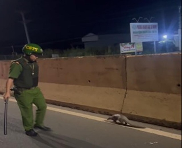 Đồng Nai: C&ocirc;ng an tuần tra, ph&aacute;t hiện động vật qu&yacute; hiếm b&ograve; tr&ecirc;n quốc lộ 13 - Ảnh 1.