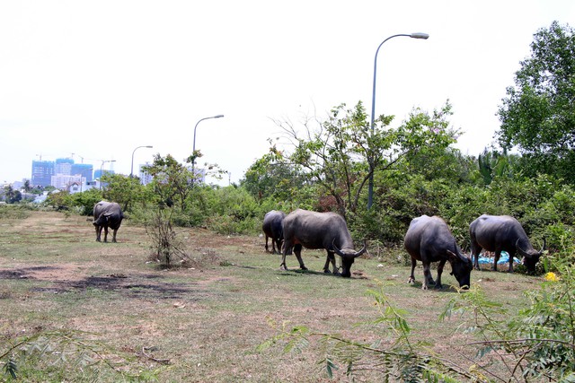 Hết thời bất động sản 'treo đầu d&ecirc;, b&aacute;n thịt ch&oacute;'   - Ảnh 2.