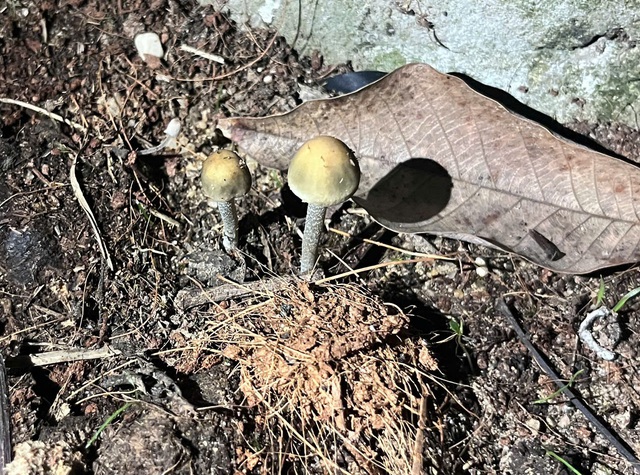 Nhầm nấm dại l&agrave; nấm rơm, người phụ nữ bị ngộ độc, nhập viện cấp cứu - Ảnh 2.