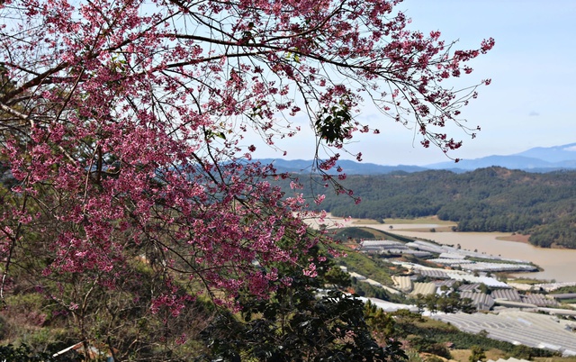 Diva Hồng Nhung, Quang Dũng biểu diễn tại Lễ hội mai anh đ&agrave;o - Đ&agrave; Lạt- Ảnh 2.