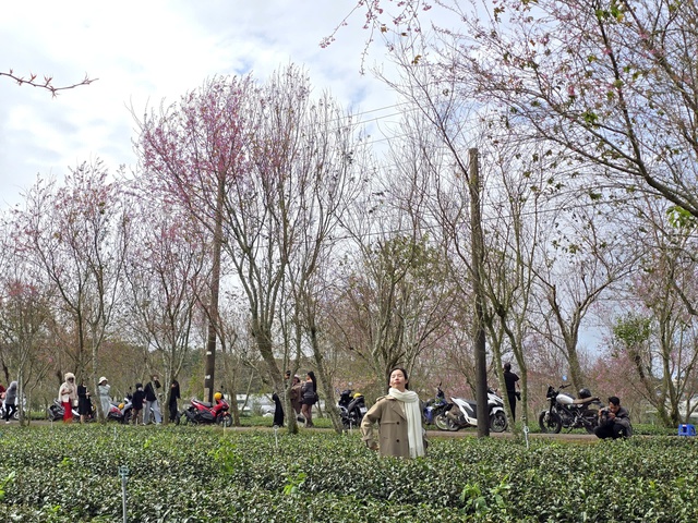 Diva Hồng Nhung, Quang Dũng biểu diễn tại Lễ hội mai anh đ&agrave;o - Đ&agrave; Lạt- Ảnh 3.