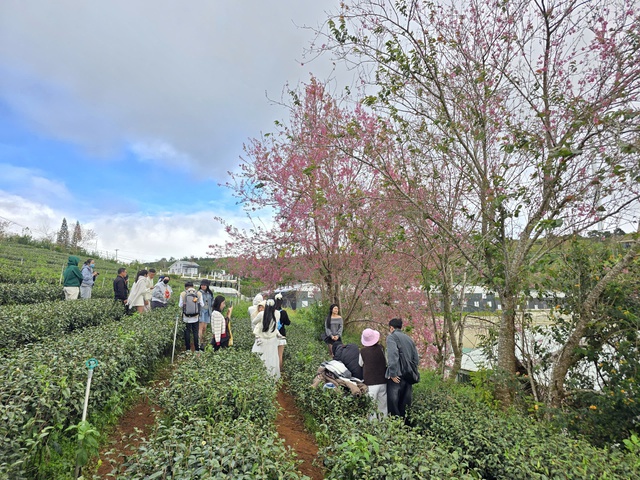 Diva Hồng Nhung, Quang Dũng biểu diễn tại Lễ hội mai anh đ&agrave;o - Đ&agrave; Lạt- Ảnh 1.