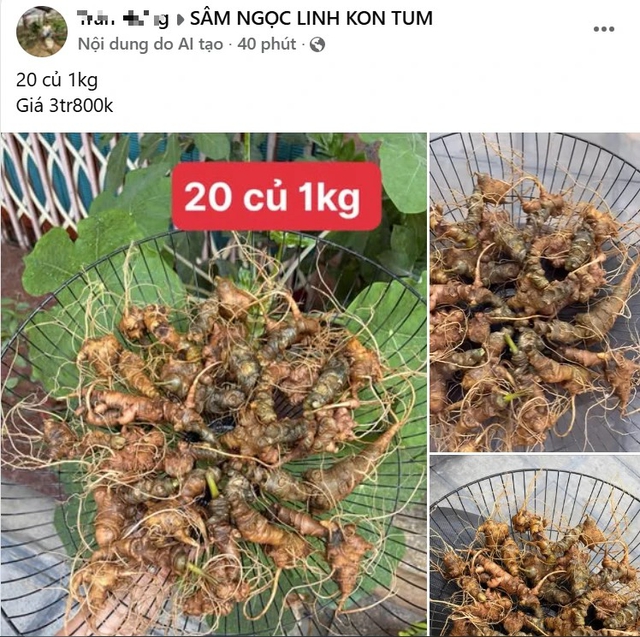 Định danh giá trị sâm Việt: Sâm 'dỏm' hay cái tên bị đánh tráo?- Ảnh 2.