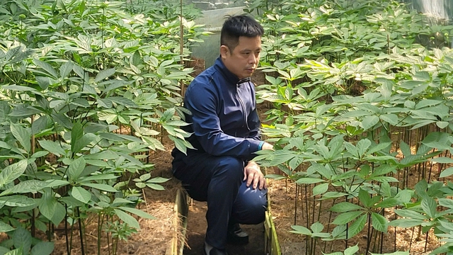Định danh giá trị sâm Việt: Sâm 'dỏm' hay cái tên bị đánh tráo?- Ảnh 3.