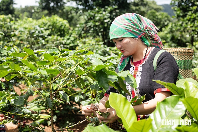 Hạt cà phê có 'căn cước', mang hương vị hòa bình- Ảnh 1.