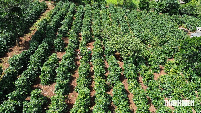 Hạt cà phê có 'căn cước', mang hương vị hòa bình- Ảnh 3.