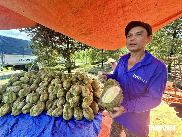 Tăng mạnh trở lại, giá sầu riêng gần 100.000 đồng/kg- Ảnh 1.