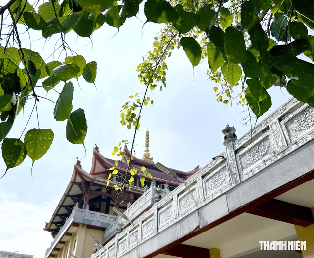 Lạ kỳ hoa cỏ quanh ta: Đọc t&ecirc;n, biết c&acirc;y 'h&ocirc;i' hay linh thi&ecirc;ng- Ảnh 7.