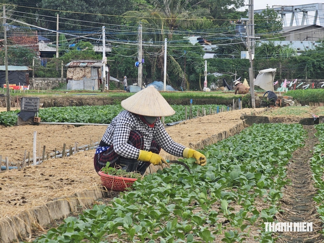 Sống chung với thiên tai: Khôi phục sinh kế, chủ động trước mùa lũ- Ảnh 1.