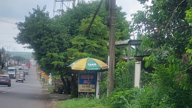 C&acirc;y xanh vươn ra đường - Ảnh 2.