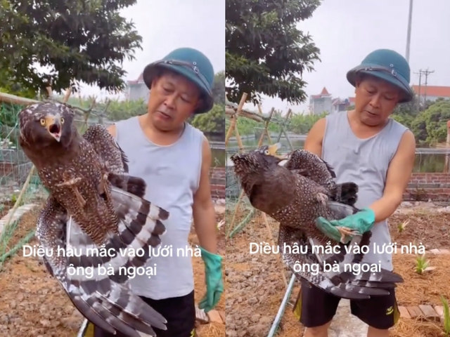 Vợ chồng thăm vườn rau, bất ngờ phát hiện diều hoa Miến Điện mắc lưới - Ảnh 1.