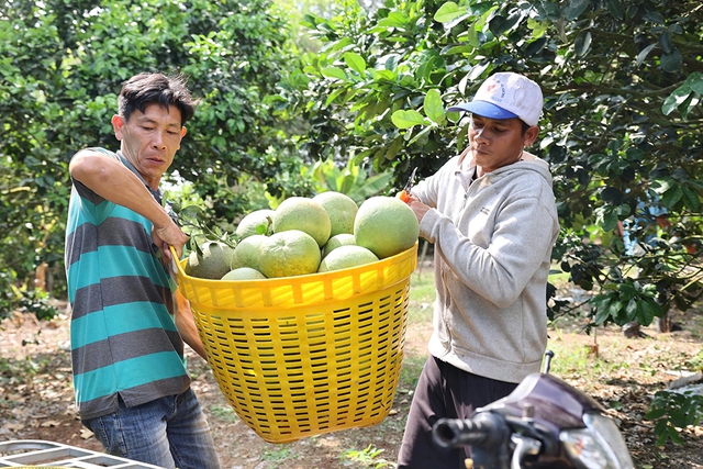 9X cho bưởi da xanh 'sinh đẻ có kế hoạch', thu khoảng 8 tỉ đồng/năm - Ảnh 3.