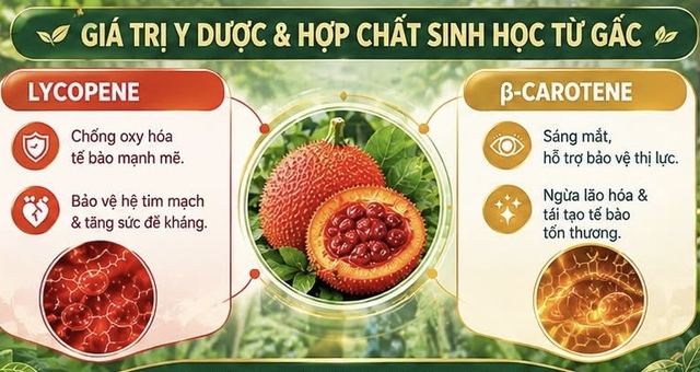Dược chất bảo vệ tim mạch có trong quả gấc Việt Nam- Ảnh 1.