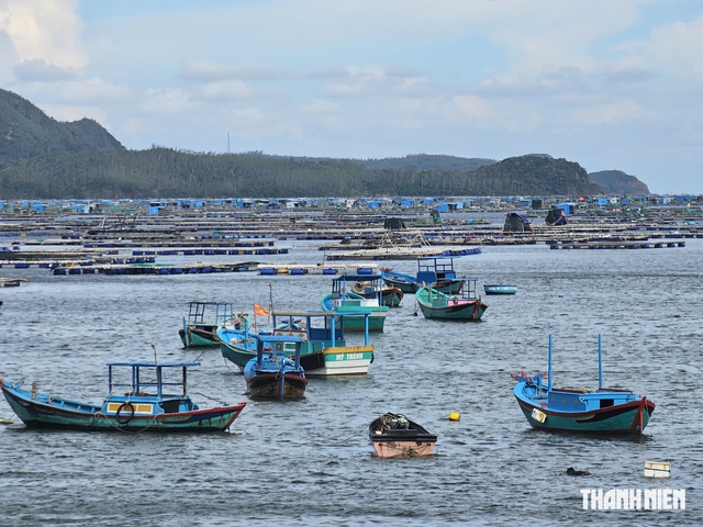 Sống chung với thiên tai: Gia cố 'thủ phủ' tôm hùm - Ảnh 2.