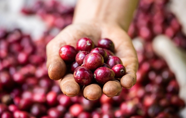 Cuộc ‘trỗi dậy’ của cà phê Fine Robusta Việt Nam - Ảnh 1.