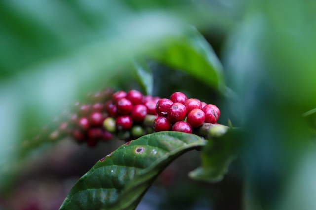 Cuộc ‘trỗi dậy’ của cà phê Fine Robusta Việt Nam - Ảnh 2.