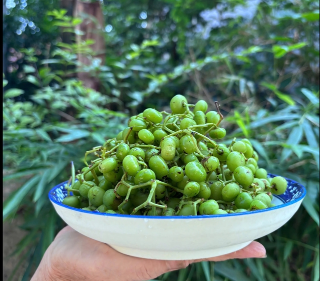 Cá dìa kho trái giác - trái giác miền Tây sông nước trong ẩm thực xứ Huế - Ảnh 1.