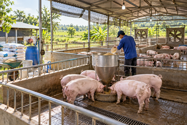 Giá heo hơi ngày 14.10.2026: Đà giảm tiếp diễn, có nơi chỉ còn 50.000 đồng/kg- Ảnh 1.