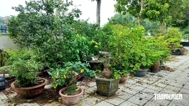 Cây cảnh tịch thu của dân đặt trên vỉa hè được xử lý như thế nào? - Ảnh 1.