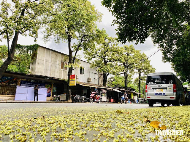 Mùi hoa sữa nồng nặc: Người tìm đến để ngửi, người nín thở tránh xa - Ảnh 1.