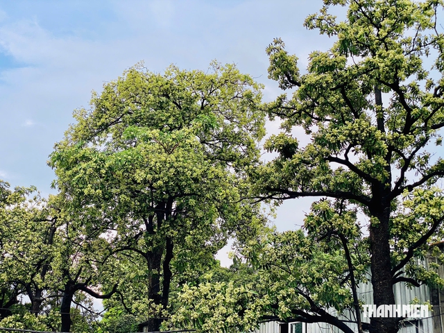 Mùi hoa sữa nồng nặc: Người tìm đến để ngửi, người nín thở tránh xa - Ảnh 5.