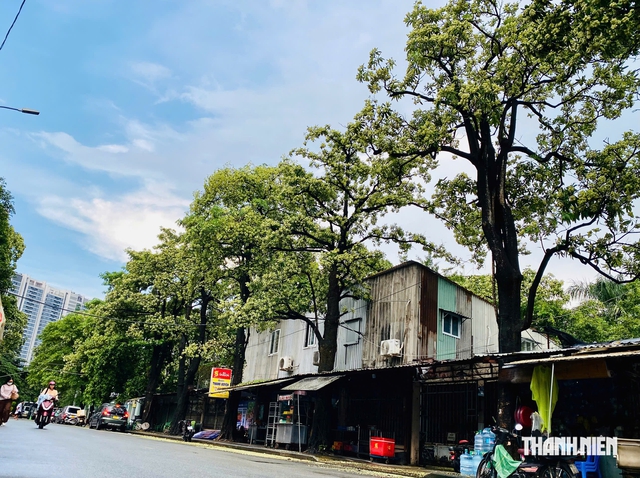 Mùi hoa sữa nồng nặc: Người tìm đến để ngửi, người nín thở tránh xa - Ảnh 3.