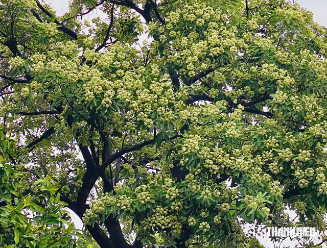 Mùi hoa sữa nồng nặc: Người tìm đến để ngửi, người nín thở tránh xa - Ảnh 2.