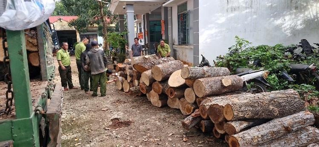 Phát hiện 451 cây rừng bị đốn hạ trái phép ở Gia Lai- Ảnh 1.