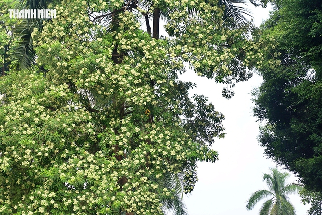 Hoa sữa Hà Nội: Giữ nét riêng, trồng đúng chỗ- Ảnh 1.
