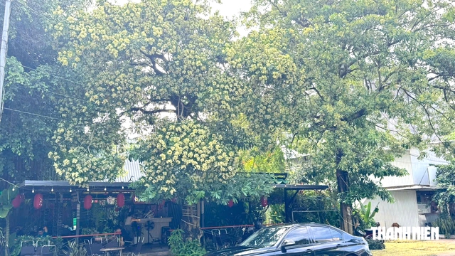 V&igrave; sao người d&acirc;n Ng&atilde;i Giao, TP.HCM muốn ph&aacute; bỏ những c&acirc;y hoa sữa hơn 20 năm?- Ảnh 3.