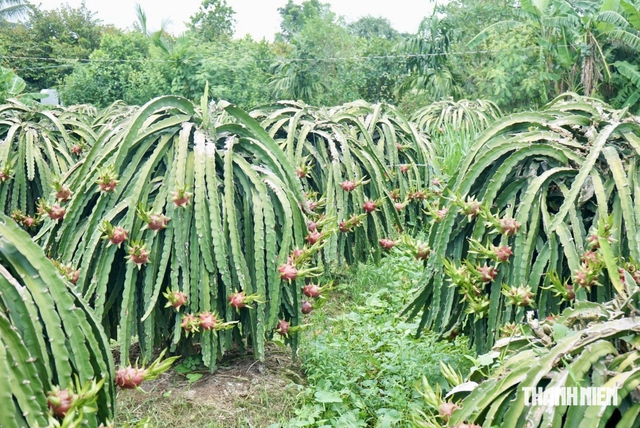 Giá thanh long Đồng Tháp chạm đỉnh- Ảnh 2.