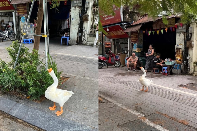 Chú ngỗng được bà dắt đi dạo ở Hà Nội, dân mạng hỏi nhau ‘gặp ở đâu?’ - Ảnh 1.