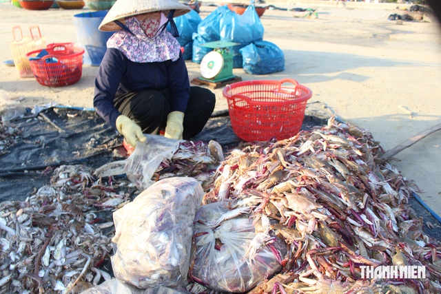 Nghề lạ ở Đà Nẵng: Nhặt hải sản dạt bán nuôi tôm hùm, sống qua ngày - Ảnh 4.