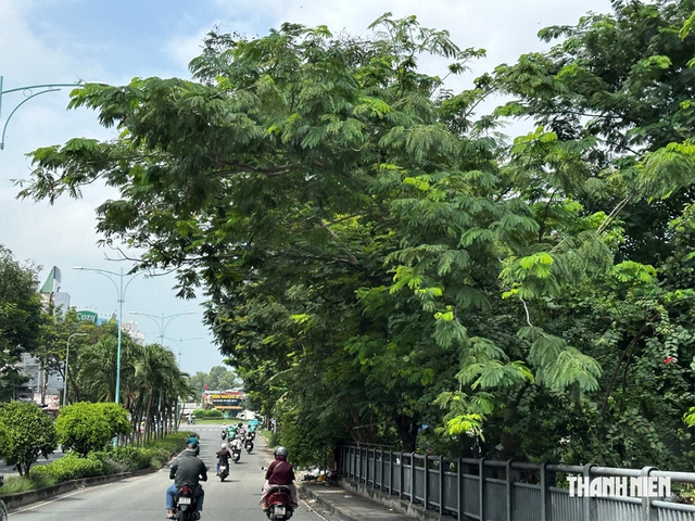 Tán cây che khuất tầm nhìn- Ảnh 1.