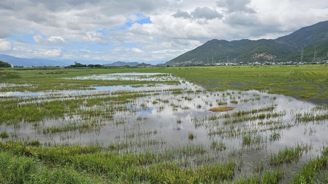 Vận hành đập ngăn mặn sông Cái Nha Trang gây ngập nhà dân, ruộng lúa - Ảnh 4.