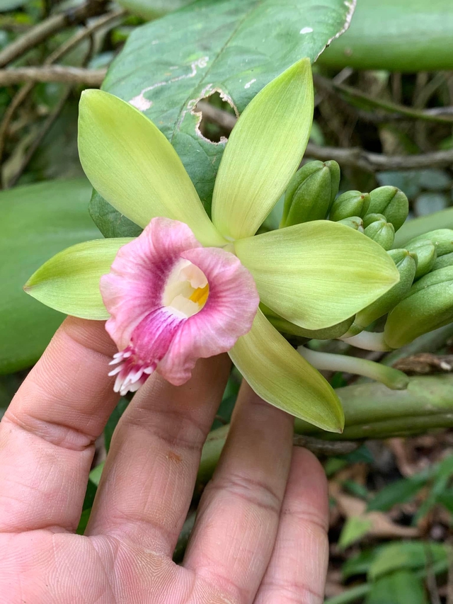 Lạ kỳ hoa cỏ quanh ta: 'Giấy khai sinh' viết bằng máu- Ảnh 8.