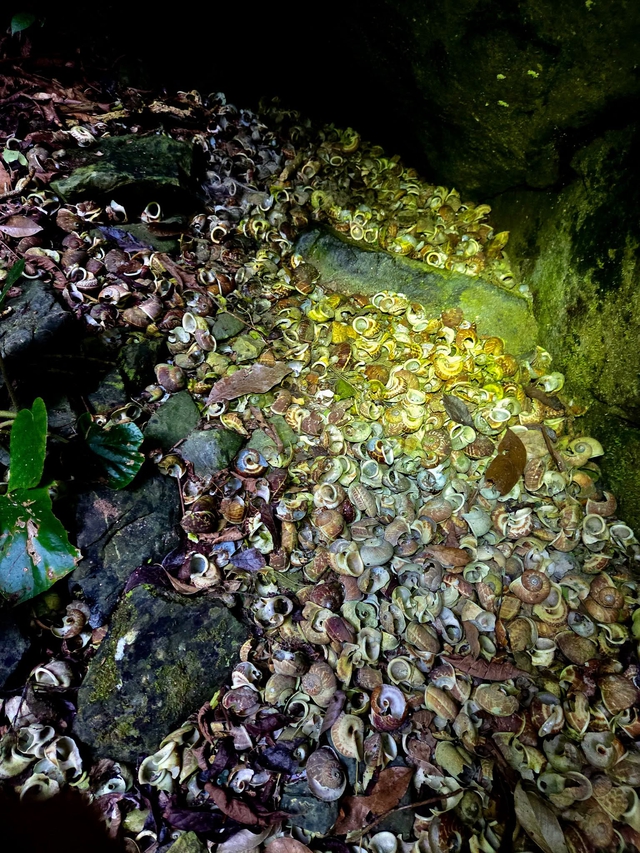 Phát hiện hố sụt lớn, sâu 120 m ở rừng Phong Nha - Kẻ Bàng- Ảnh 4.