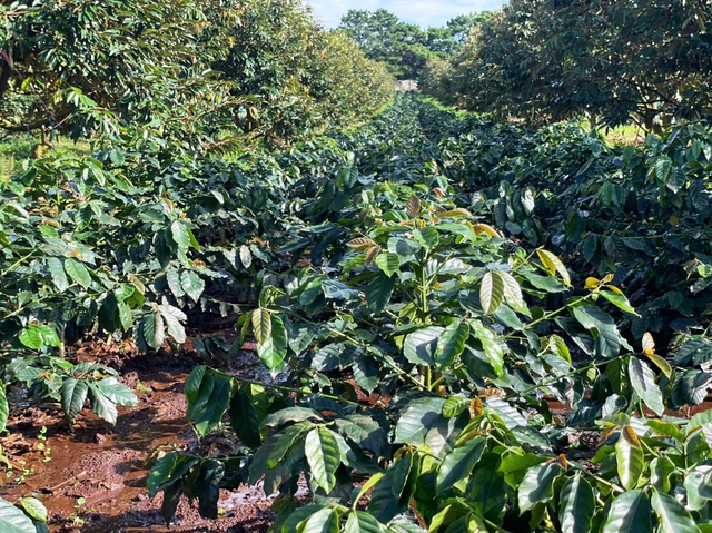 Hoàng Anh Gia Lai thành lập Ủy ban Phát triển Bền vững ESG thuộc Hội đồng quản trị- Ảnh 1.