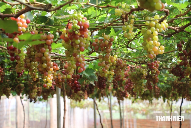 Vườn nho ngọt lành giữa vùng khô khát- Ảnh 2.