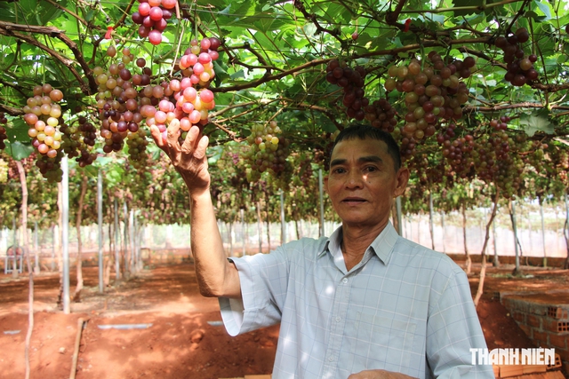 Vườn nho ngọt lành giữa vùng khô khát- Ảnh 1.