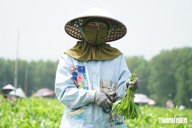Ph&oacute;ng sự ảnh: Nghề cắt hom tr&agrave;m ven thủy điện Trị An - Ảnh 6.