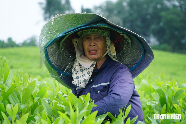 Ph&oacute;ng sự ảnh: Nghề cắt hom tr&agrave;m ven thủy điện Trị An - Ảnh 8.