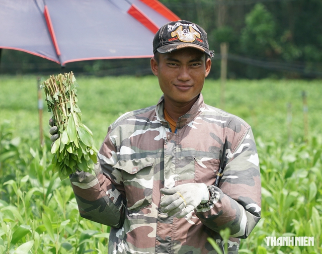 Ph&oacute;ng sự ảnh: Nghề cắt hom tr&agrave;m ven thủy điện Trị An - Ảnh 10.