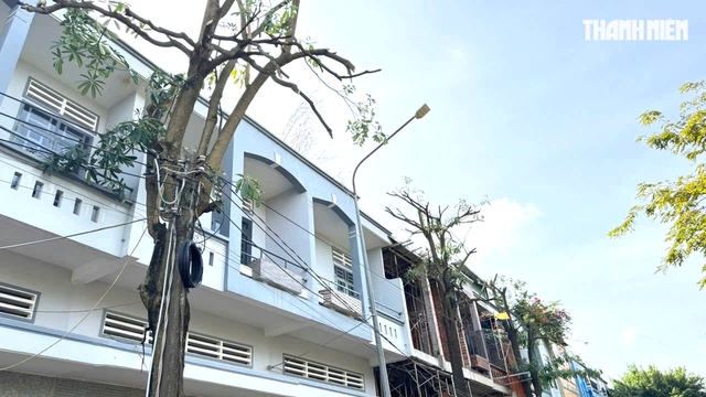 Tỉa hoa, cưa cành cây hoa sữa gây mùi hương khó chịu ở TP.HCM- Ảnh 1.