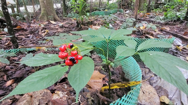 Quảng Ngãi thông tin vụ 13 người trộm 250 củ sâm Ngọc Linh tại xã Măng Ri- Ảnh 1.