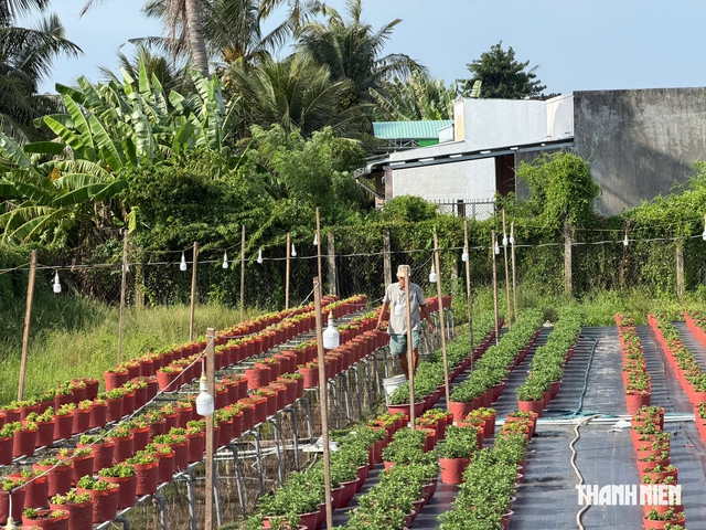 Làng hoa hơn 70 năm tuổi ở miền Tây tìm hướng đi mới- Ảnh 3.