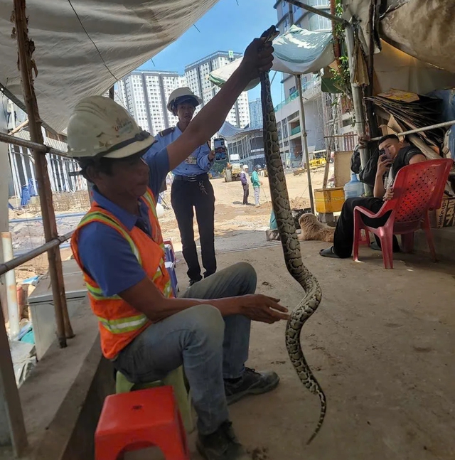 Thi công công trình bắt được con trăn quý hiếm - Ảnh 1.