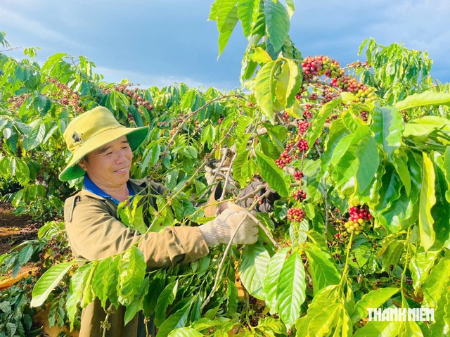 Căng m&igrave;nh giữ c&agrave; ph&ecirc; m&ugrave;a thu hoạch - Ảnh 1.