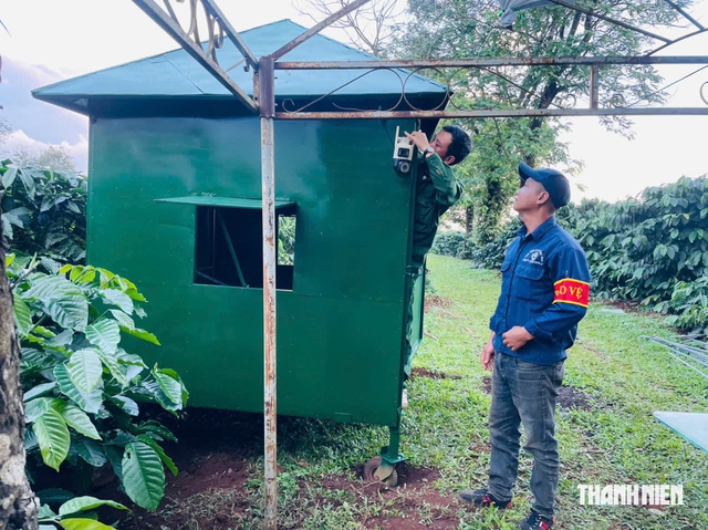 Căng m&igrave;nh giữ c&agrave; ph&ecirc; m&ugrave;a thu hoạch - Ảnh 3.