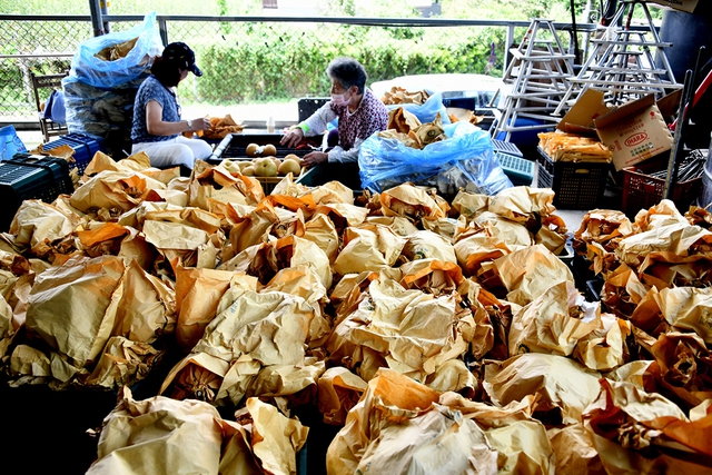 Nông dân Việt nơi vùng lê xứ Đài- Ảnh 2.